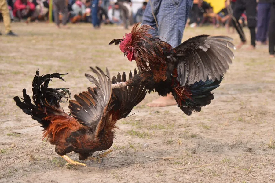 ตีไก่